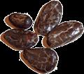 cocoa tree